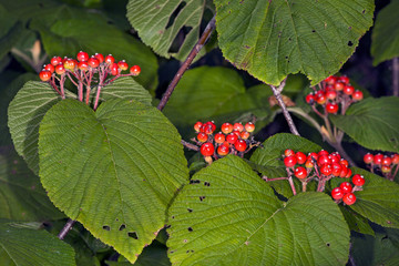 Red berries of hobblebush on Mt. Sunapee, New Hampshire.