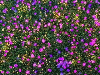 colourful of spring season