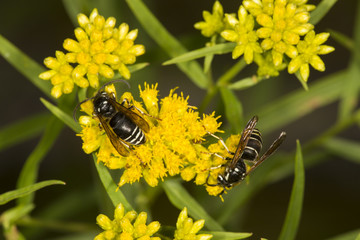 Pair of bald faced hornets on Mt. Sunapee, New Hampshire.