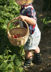 Kid in strawberry farm