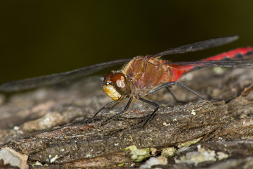 Meadowhawk dragonfly with a red abdomen in Sunapee, New Hampshire.