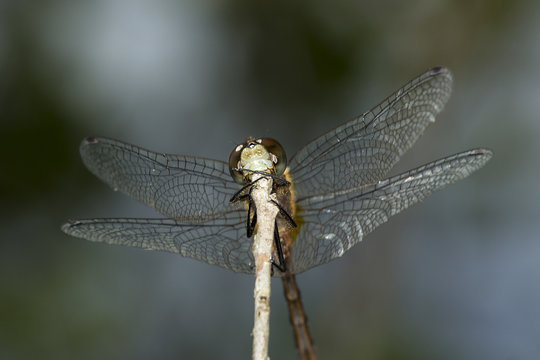 White-faced meadowhawk dragonfly clinging to a branch, New Hampshire.