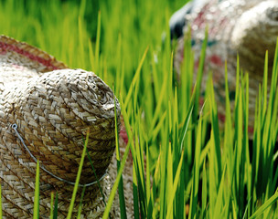 Fototapeta premium Rice farmers in Malaysia.