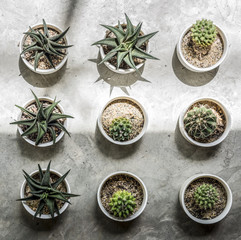 Fototapeta premium Small Cacti on the floor
