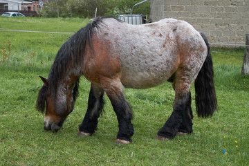 Fototapeta na wymiar Workhorse from Europe, a special breed
