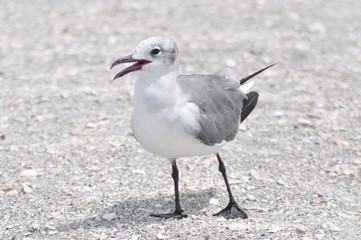sea bird