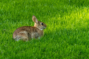 little bunny 