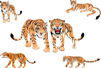 Vector tigers set, big power cats.