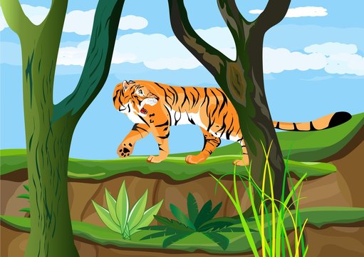 Tiger in the forest, vector illustration