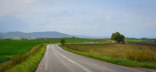 Rural road in Biei, Hokkaido, Japan © Phuong