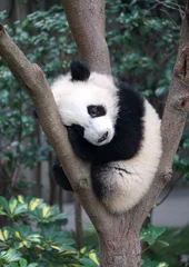 Tuinposter Panda Cute baby panda sleeping on the tree exterior