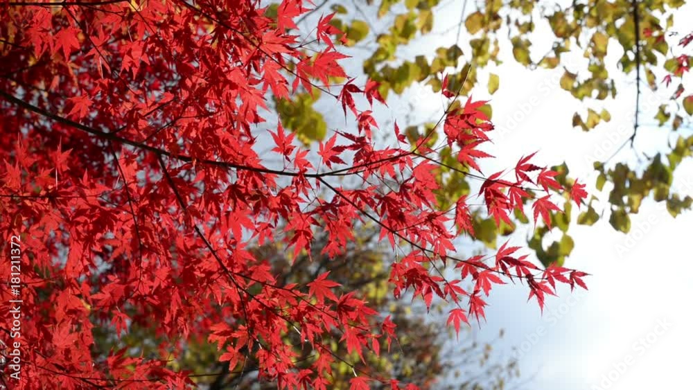 Wall mural autumn red maple leaves in the wind