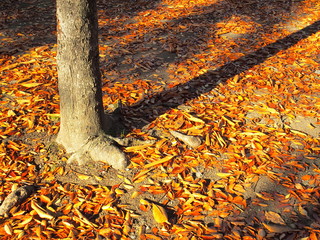 秋の公園の落葉