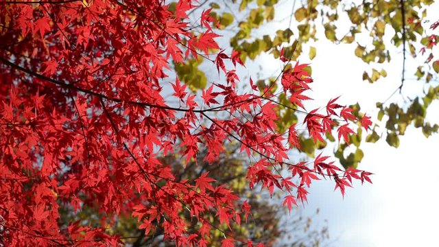 Autumn red maple leaves in the wind