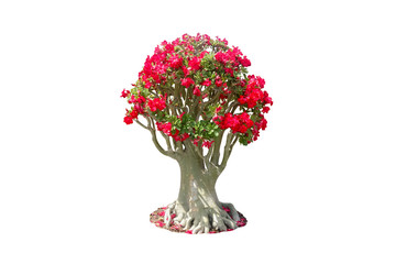 red flower tree on white background with clipping path