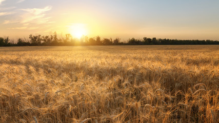 Obraz premium sunset over ripe wheat crop / bright flight scenery field of Ukraine