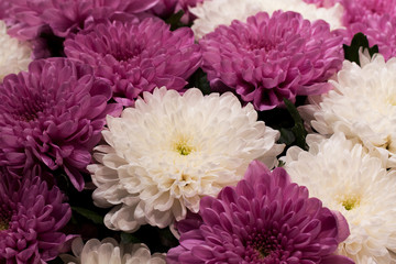 beautiful bouquet of white and red flowers aster