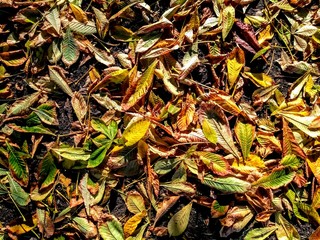 dry orange and yellow leaves in a fence