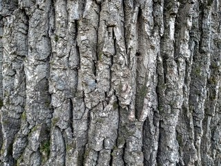 grey tree trunk closeup