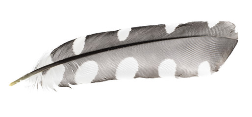 Bird feather on white background