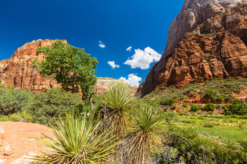 Zion National Park scenery, on the Angel's Landing trail