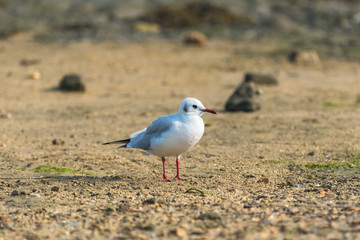 Gull standing on the shore at low tide
