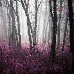 Obraz premium wild forest in the morning dense fog with magic and a riddle in it