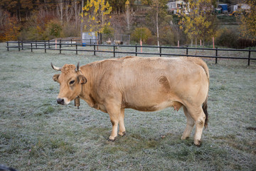 vaca