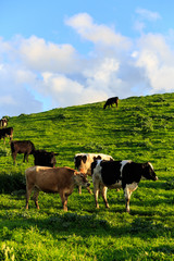 Happy cows from California