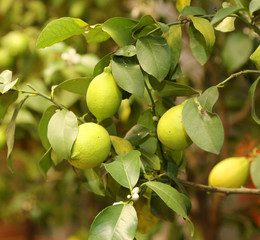 tree with green lemons in the orchard