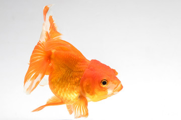 Goldfish isolate on a white background