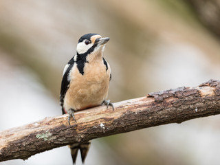 Obraz na płótnie Canvas The great spotted woodpecker, Dendrocopos major, female bird sitting on a tree