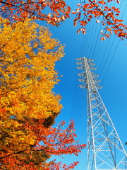 黄葉の欅と鉄塔