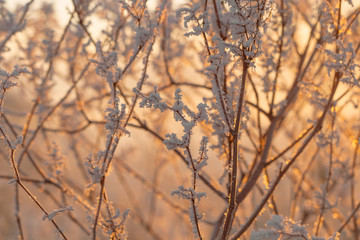 Äste im Winter mit Raureif und Eiskristallen bei Sonnenaufgang 