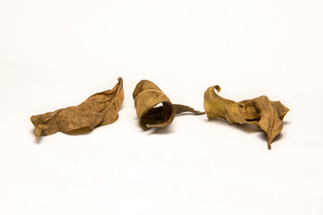 dry leafs isolated on white background