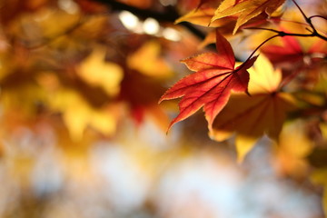 紅葉の風景