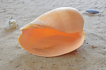  large seashell beautiful 