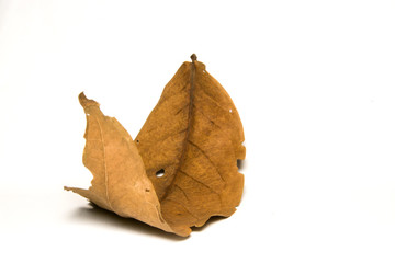 dry leafs isolated on white background