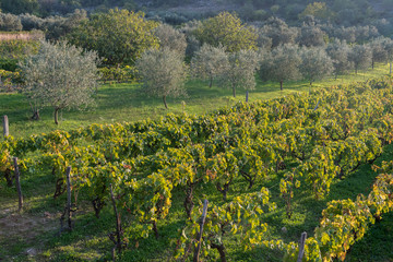 Fototapeta na wymiar Olive trees and vineyard in late summer