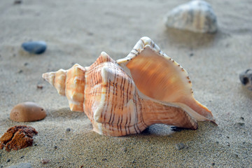 Fototapeta na wymiar spiral shell in the sand 