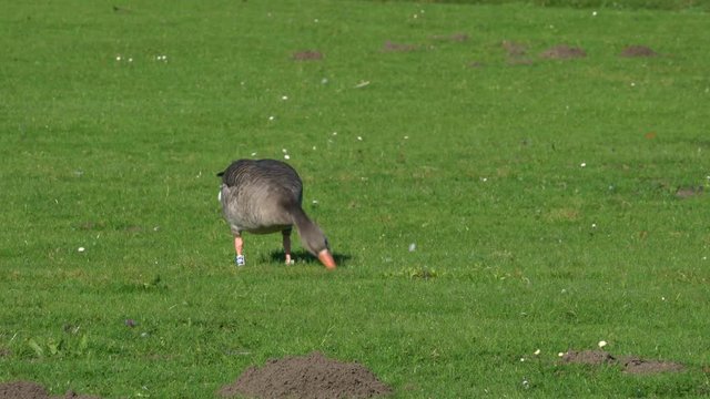 Grey goose is eating grass in the Park