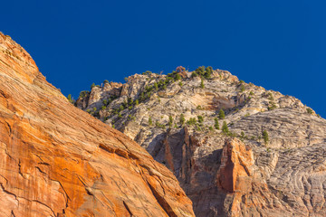 Fototapeta na wymiar Bright scenery in Zion National Park, Utah, with red rock formations and clear blue sky