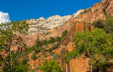 Fototapeta premium Bright scenery in Zion National Park, Utah, with red rock formations and clear blue sky