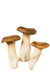 エリンギ　king trumpet mushroom