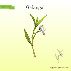 Galangal Alpinia officinarum , medicinal plant