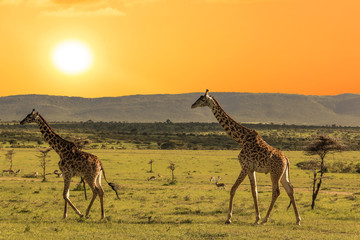 Naklejka premium Groupe of giraffes walking in african savannah at sunset