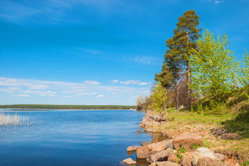 Forest on the shore of Lake Seliger