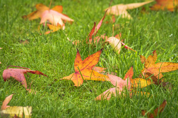Autumn maple leaves on a green lawn