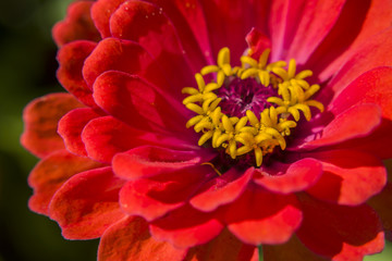 Red zinnia - closeup