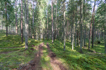 Obraz premium Old forest with moss covered trees and rays of sun